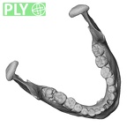 DV15-4 Homo sapiens mandible ply