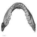 DV15-4 Homo sapiens mandible dentition superior