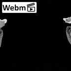 DV15-4 Homo sapiens mandible dentition ct stack movie