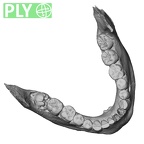 DV15-4 Homo sapiens mandible dentition ply