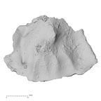 DV16-157 Homo sapiens cranium fragment view 1