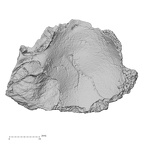 DV16-157 Homo sapiens cranium fragment view 2