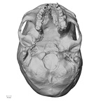 DV16-1 Homo sapiens cranium inferior