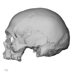DV16-1 Homo sapiens cranium lateral