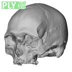 DV16-1 Homo sapiens cranium ply