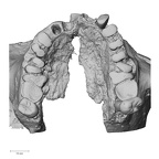 DV16-1 H. sapiens maxilla