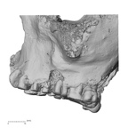 DV16-1 Homo sapiens maxilla lateral
