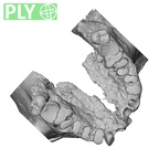 DV16-1 Homo sapiens maxilla ply