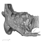 DV16-1 Homo sapiens temporal left posterior