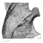 DV16-1 Homo sapiens temporal left superior