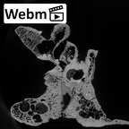 DV16-1 Homo sapiens temporal left ct stack movie