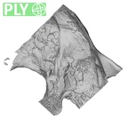 DV16-1 Homo sapiens temporal left ply