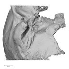 DV16-1 Homo sapiens temporal right inferior