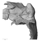 DV16-1 Homo sapiens temporal right posterior