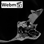 DV16-1 Homo sapiens temporal right ct stack movie