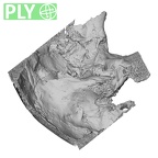 DV16-1 Homo sapiens temporal right ply