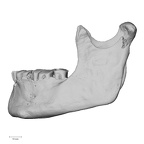 DV16-2 Homo sapiens mandible lateral
