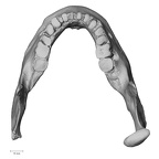 DV16-2 Homo sapiens mandible superior