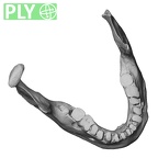 DV16-2 Homo sapiens mandible ply
