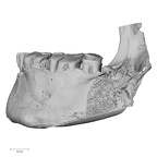 DV16-2 Homo sapiens mandible dentition lateral