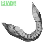 DV16-2 Homo sapiens mandible dentition ply