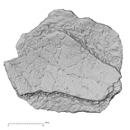 DV17-1 Homo sapiens cranium fragment view 2