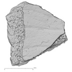 DV17-2 Homo sapiens cranium fragment view 2