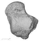 DV13-111 Homo sapiens talus right dorsal
