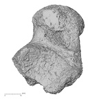 DV13-111 Homo sapiens talus right plantar