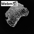 DV13-111 Homo sapiens talus right ct stack movie