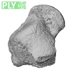 DV13-111 Homo sapiens talus right ply