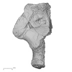 DV13-112 Homo sapiens calcaneus right dorsal