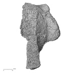 DV13-112 Homo sapiens calcaneus right plantar