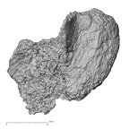 DV14-134 Homo sapiens calcaneus left dorsal