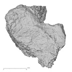 DV14-134 Homo sapiens calcaneus left plantar