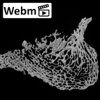 DV14-134 Homo sapiens calcaneus left ct stack movie