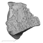 DV14-136 Homo sapiens cuboid right dorsal
