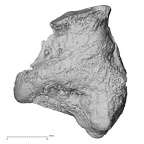 DV14-136 H. sapiens cuboid right