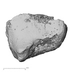 DV14-136 Homo sapiens cuboid right proximal