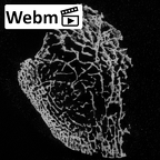 DV14-136 Homo sapiens cuboid right ct stack movie