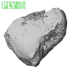 DV14-136 Homo sapiens cuboid right ply