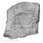 DV14-137 H. sapiens medial cuneiform right