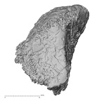 DV14-137 Homo sapiens medial cuneiform right proximal