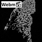 DV14-137 Homo sapiens medial cuneiform right ct stack movie