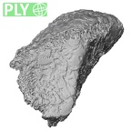 DV14-137 Homo sapiens medial cuneiform right ply