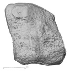DV14-138 Homo sapiens medial cuneiform left lateral