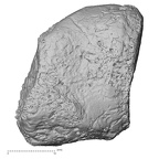 DV14-138 Homo sapiens medial cuneiform left medial