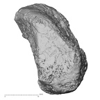 DV14-138 Homo sapiens medial cuneiform left proximal