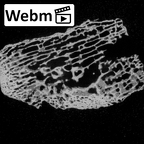 DV14-138 Homo sapiens medial cuneiform left ct stack movie