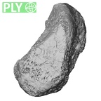 DV14-138 Homo sapiens medial cuneiform left ply